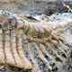 Imagen para el artículo titulado Hallan en México la cola de un dinosaurio de hace 72 millones de años